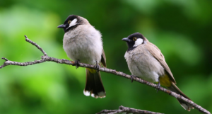 a photo of two birds on a branch