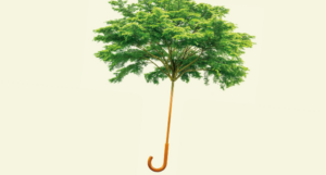 a cropped cover of More, showing a treetop as an umbrella